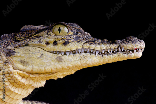 Photo: Nile crocodile / Crocodilus niloticus Nile crocodile / Crocodilus niloticus