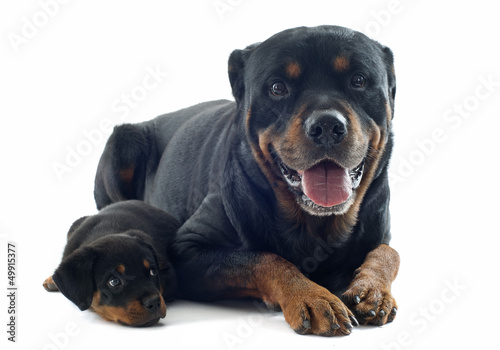 Photo: rottweilers rottweilers
