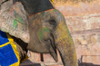 Photo: Colourful elephant in Jaipur, Rajasthan, India Colourful elephant in Jaipur, Rajasthan, India