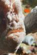 Frog Fish portrait in Cebu, Philippines