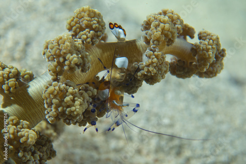 Photo: Shrimp on soft coral in Cebu, Phillipines Shrimp on soft coral in Cebu, Phillipines
