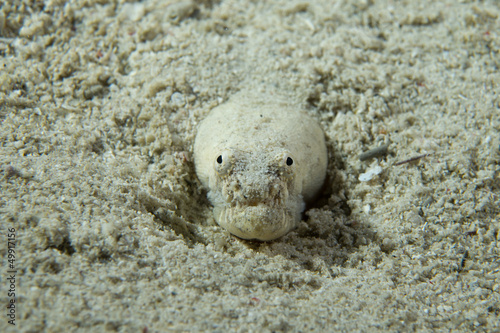Photo: Wolf fish hiding in sand, Philippines Wolf fish hiding in sand, Philippines