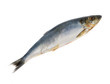 Photo: one herring one herring