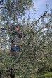 Man pruning of olive tree