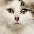 Close-up of an American Curl