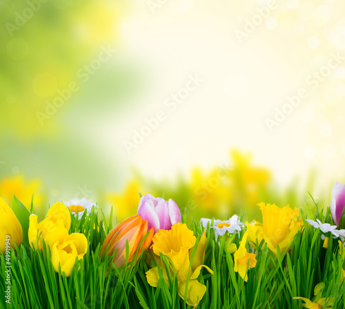 Photo: natur dream tulip natur dream tulip