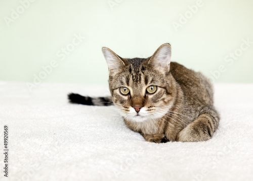 Photo: Small Tabby Cat in Bedroom Small Tabby Cat in Bedroom
