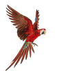 Green-winged Macaw, Ara chloropterus, 1 year old, flying