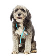 Photo : Dog sitting and wearing a blue stethoscope around the neck Dog sitting and wearing a blue stethoscope around the neck