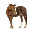 Horse looking back in front of white background