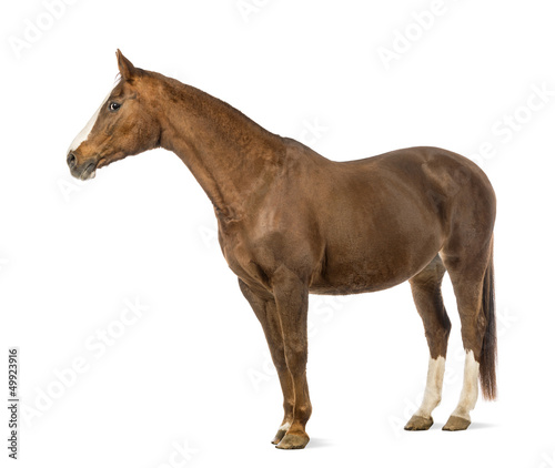 Photo: Horse in front of white background Horse in front of white background
