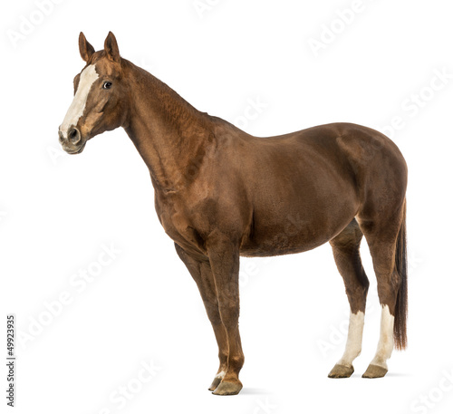 Photo: Horse in front of white background Horse in front of white background