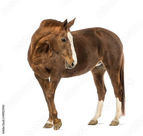 Photo: Horse looking back in front of white background Horse looking back in front of white background