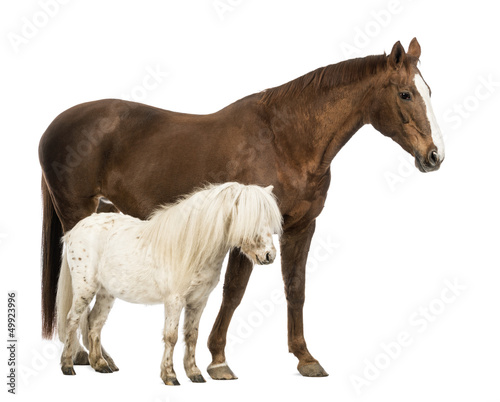 Photo: Horse and Shetland standing next to each other Horse and Shetland standing next to each other