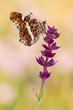 Landkärtchen Schmetterling -  (Araschnia levana)