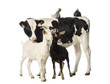Calf, 8 months old, standing with a Polish chicken and a hen