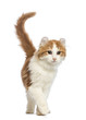 American Curl kitten, walking in front of white background