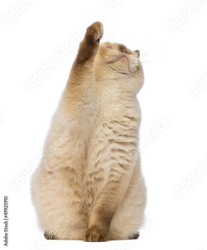 Photo: Fat British Shorthair, sitting, looking up and reaching Fat British Shorthair, sitting, looking up and reaching
