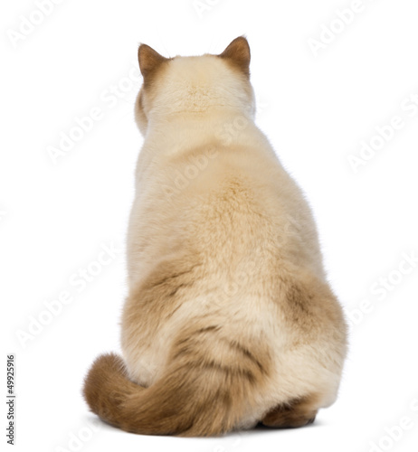 Photo: Rear view of a Fat British Shorthair, 2.5 years old Rear view of a Fat British Shorthair, 2.5 years old