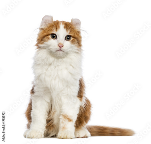 Photo: American Curl kitten, sitting and looking at the camera American Curl kitten, sitting and looking at the camera