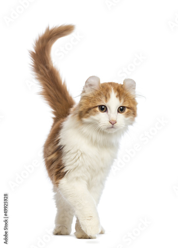 Photo: American Curl kitten, walking in front of white background American Curl kitten, walking in front of white background