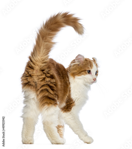 Photo: Rear view of an American Curl kitten, 3 months old Rear view of an American Curl kitten, 3 months old