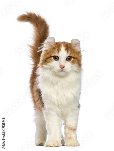 Photo: American Curl kitten, 3 months old, looking at the camera American Curl kitten, 3 months old, looking at the camera