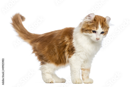 Photo: American Curl kitten, 3 months old, standing and looking down American Curl kitten, 3 months old, standing and looking down
