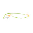 Peacock Vector