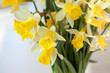 Foto: Jonquilles, fleur, printemps, bouquet, jaune, décoratif Jonquilles, fleur, printemps, bouquet, jaune, décoratif