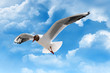 Möwe