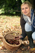 Young blond woman gathering chestnuts