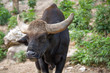 Photo: Portrait of Gaur or Bos Gaurus Portrait of Gaur or Bos Gaurus