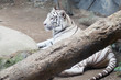 Photo: White Tiger White Tiger