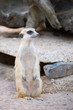Photo: Portrait of Slender-Tailed Meerkat Portrait of Slender-Tailed Meerkat