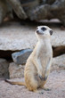 Photo: Portrait of Slender-Tailed Meerkat Portrait of Slender-Tailed Meerkat