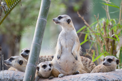 Photo: Group of Slender-Tailed Meerkat Group of Slender-Tailed Meerkat