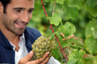 Grape grower admiring his grapes