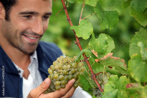 Photo: Grape grower admiring his grapes Grape grower admiring his grapes