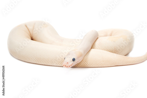 Photo: Snow Albino Ball Python (Python regius) Snow Albino Ball Python (Python regius)