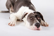 Doggen Mischling