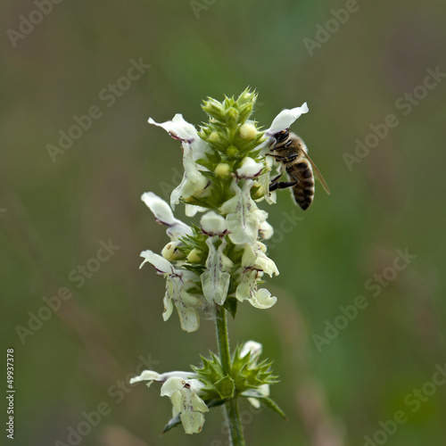Photo: Bee pollinate a flower Bee pollinate a flower