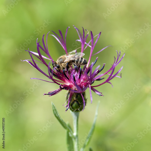 Photo: Bee pollinate a cornflower Bee pollinate a cornflower