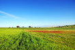 Landscape of portuguese field