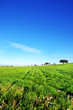 Trees on green field, alentejo, Portugal