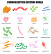Common bacteria infecting human