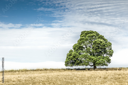 Photo: south australia tree south australia tree