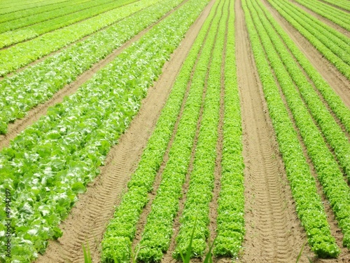 Photo: vertical rows of lettuce and fresh in a field of intensive culti vertical rows of lettuce and fresh in a field of intensive culti