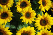 Sunflowers pattern
