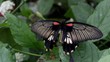 Schmetterling